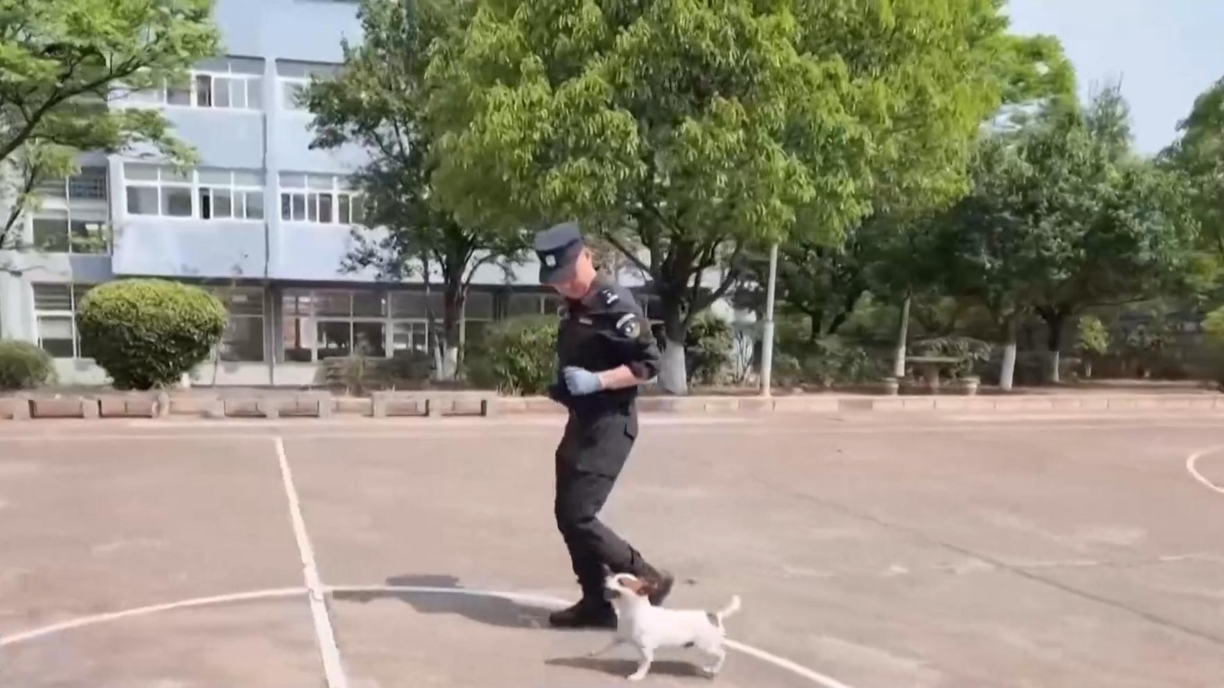 杭州网红柿子树因长太好被质疑